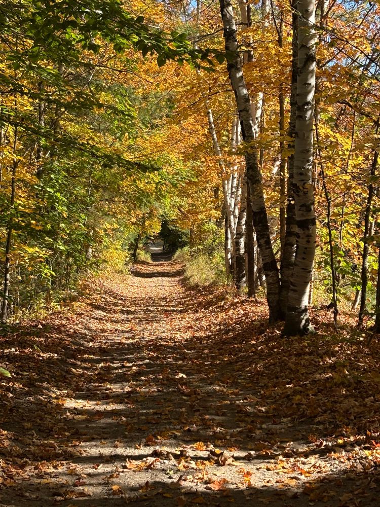 A dirt path covered in fallen leaves and surrounded by woods with foliage of yellows and oranges