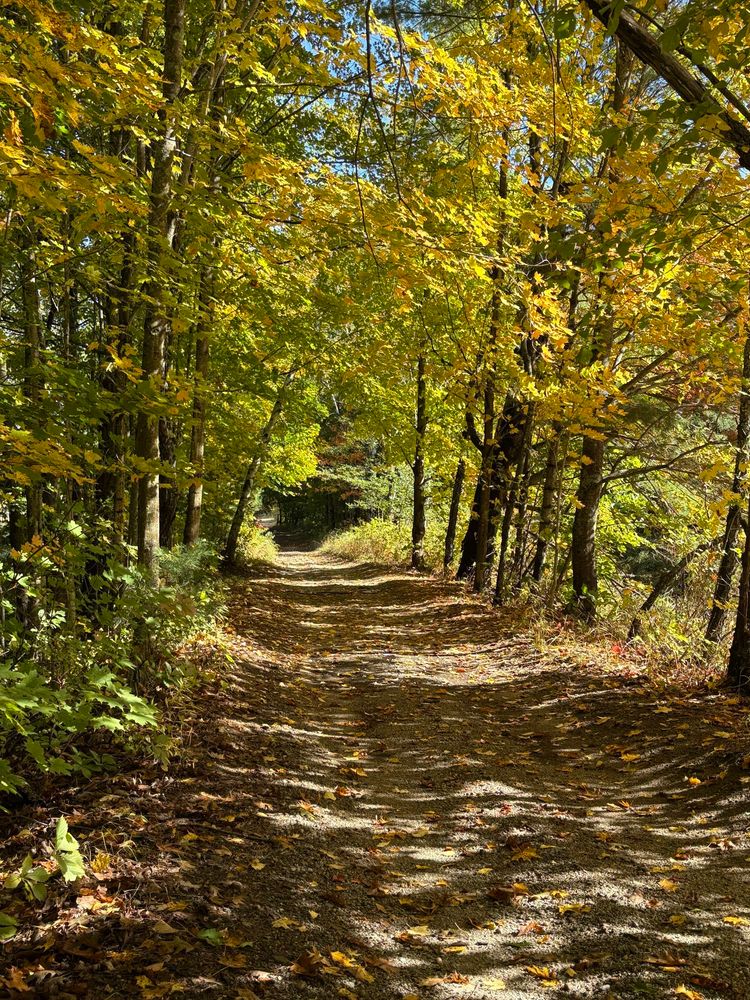 A dirt path covered in fallen leaves and surrounded by trees with colorful foliage