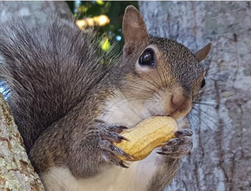 Squirrel with peanut