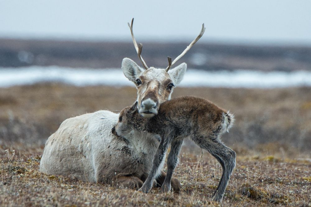 Caribou mother and calf