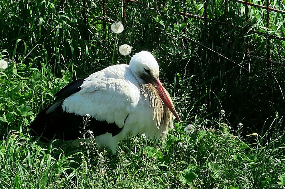 Stork with a chin beard presumably consisting of reed, sitting in a meadow belonging to a stork retreat at Lake Neusiedl, Austria 