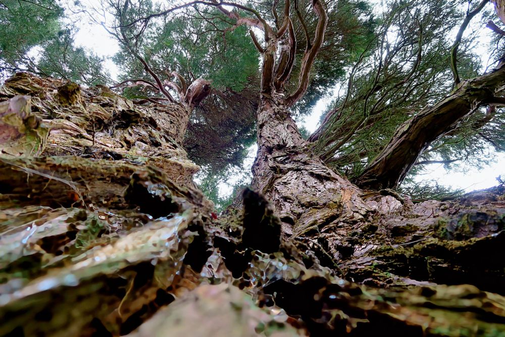 Two trunks of a large tree emerging, seen from below, and high up into the branches.