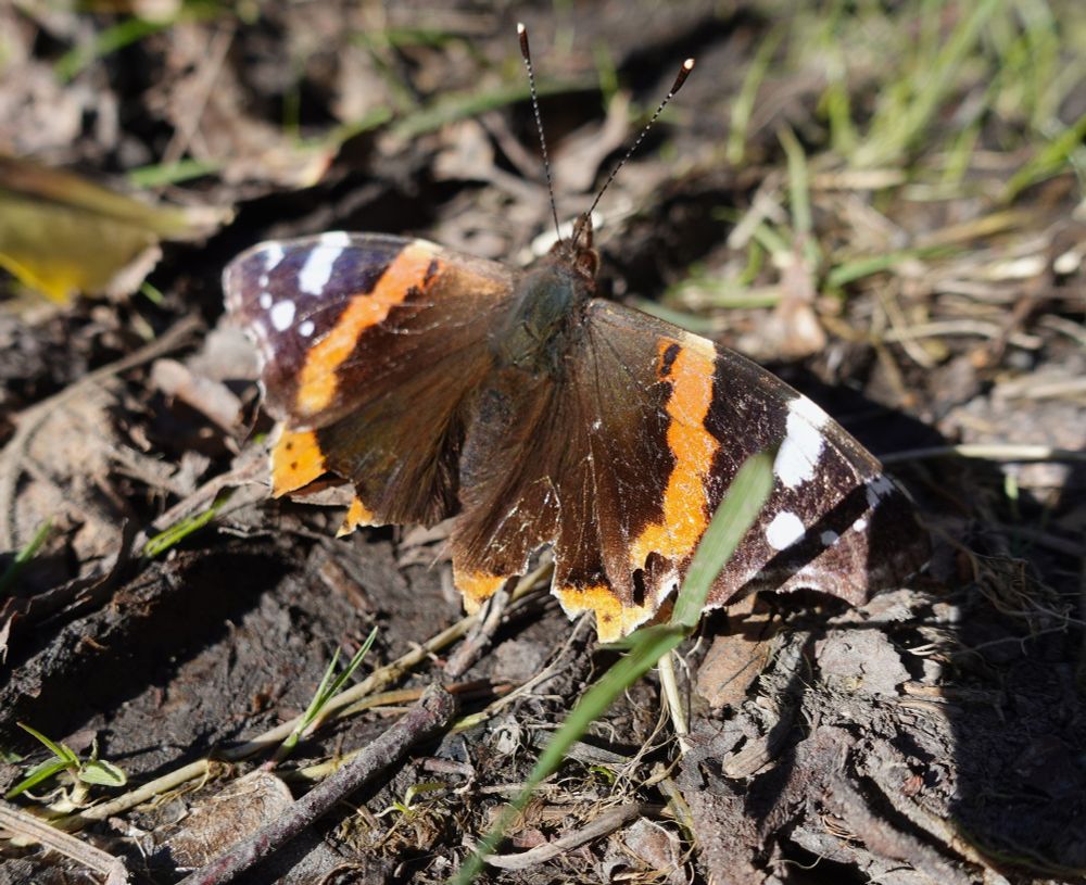 red admiral butterfly with ragged wing edges basking on the ground in woodland