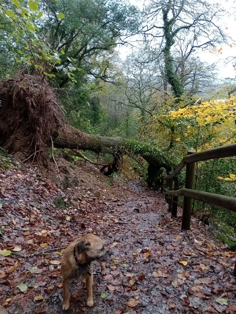 A wet border terrier by a wind blown oak tree across the woodland path 