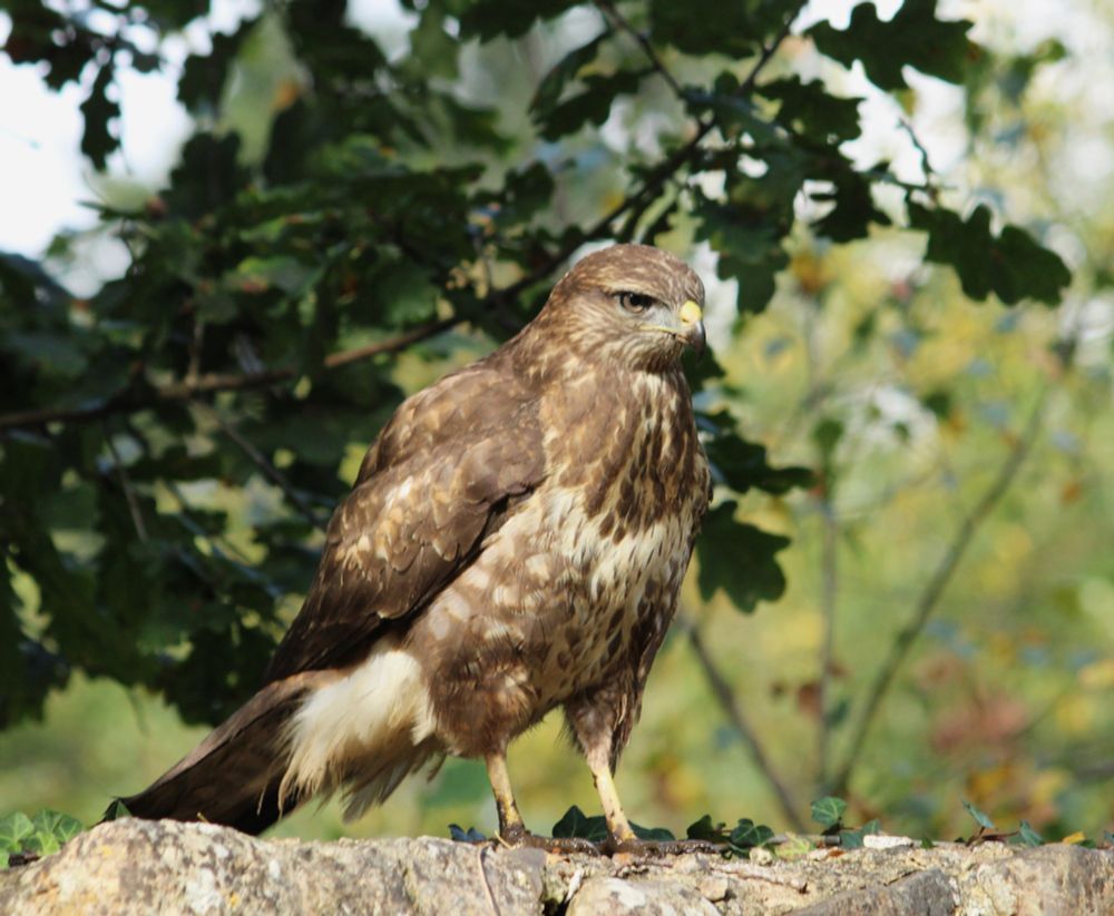 Large brown bird of prey with pale flecks deep in concentration in search of food