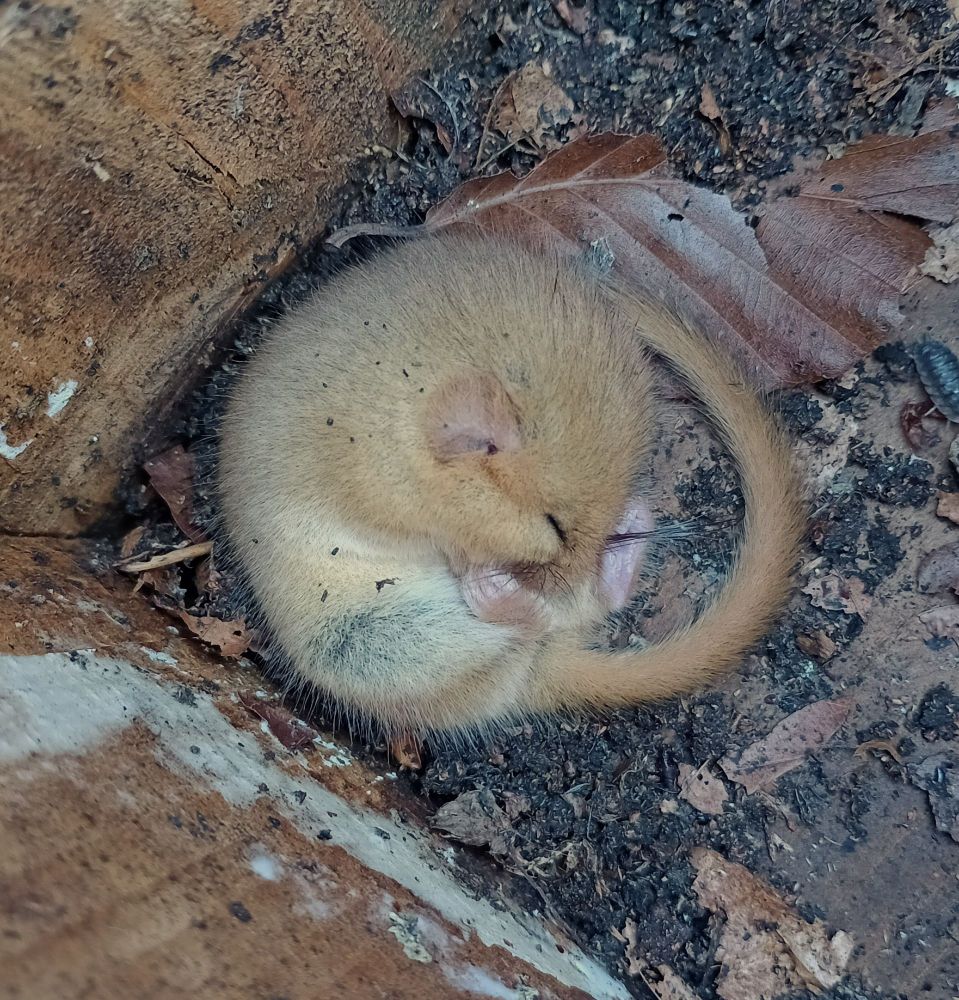 Hazel dormouse curled up in torpor (deep sleep) in the bottom of a nest box