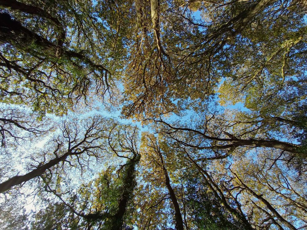 Looking up through the autumn leaves on the branches of ancient oak woods to the Bluesky above