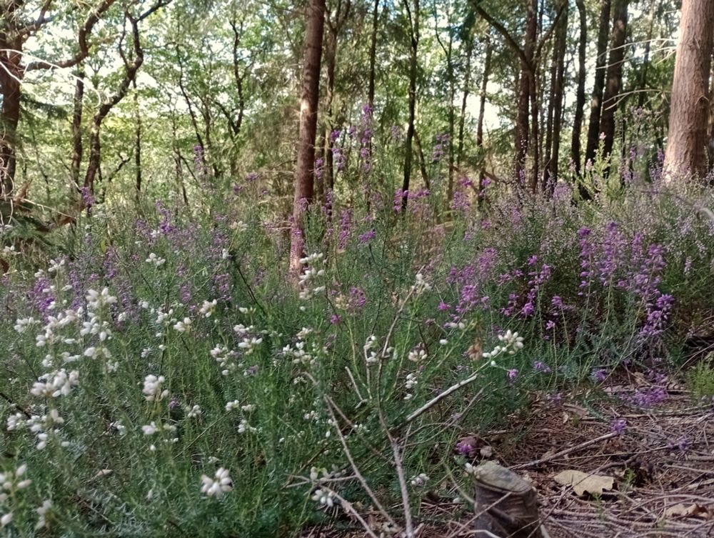 Pink and white bell heather growing in a small woodland glade