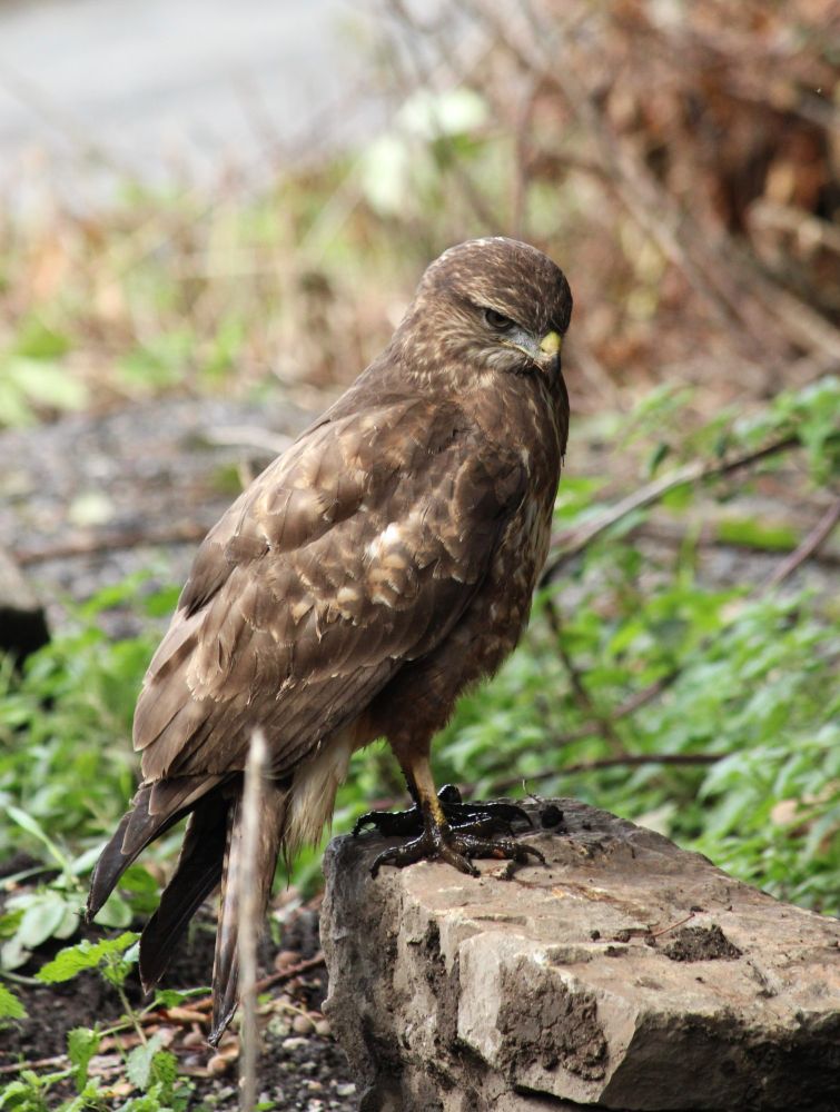 Large brown bird of prey with pale flecks deep in concentration in search of food