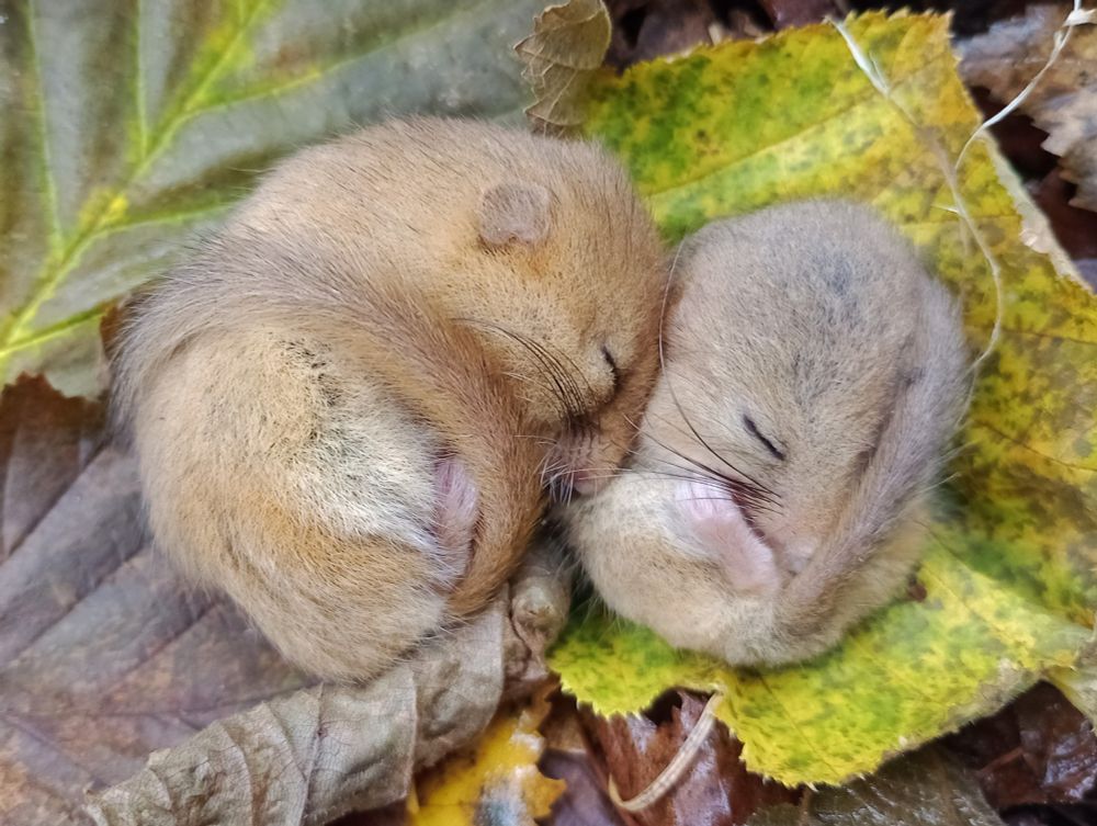 Two sleepy dormice curled up next to each other