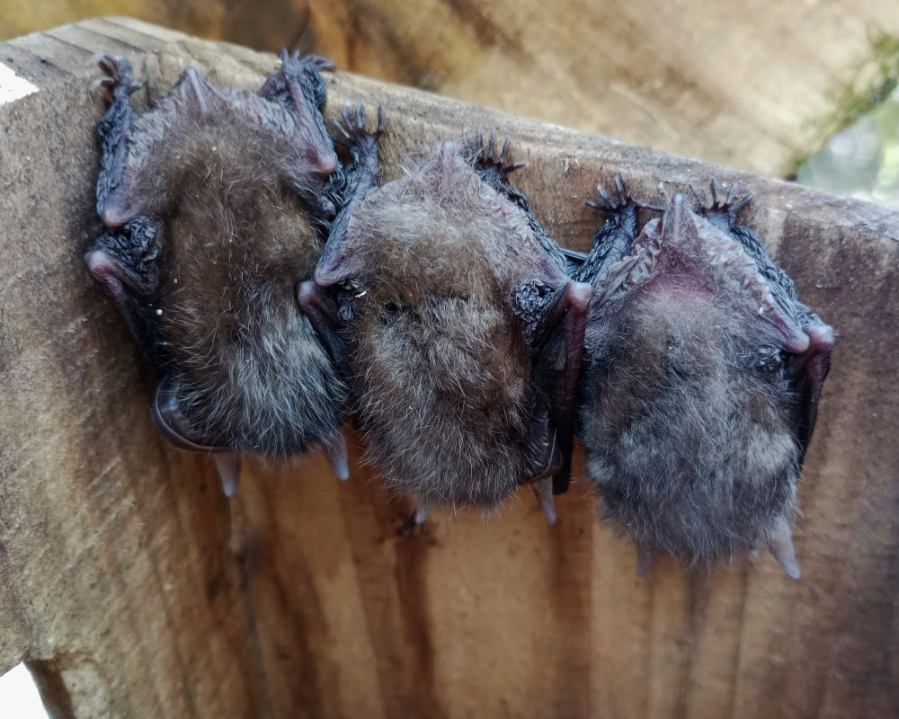 Three long eared bats hanging inside a dormouse nest box. Their long ears are folded back close to their furry bodies