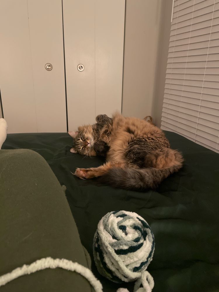 in this picture, a fluffy brown tabby cat named rosemary is on a green bed, laying on her side with her belly showing towards the camera. her eyes are squinted because she’s tired. in front of her is a ball of white and green blanket yarn, and rosemary’s parent’s leg is stretched out next to it. 
