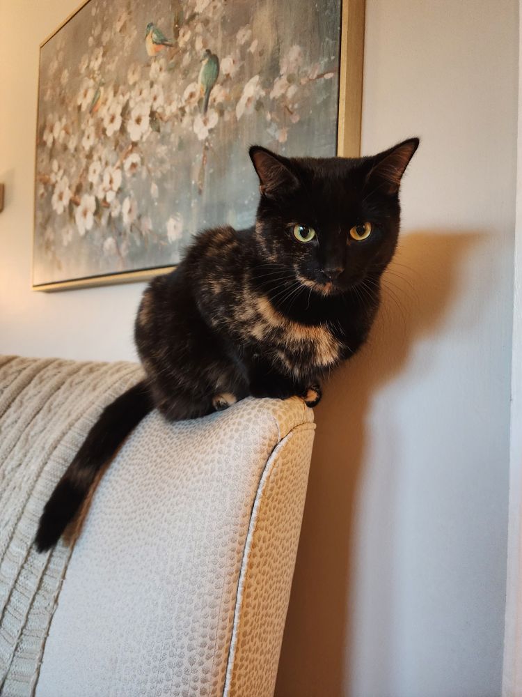 Tortoishell cat sits on the back of a white chair, scowling at all peasant humans who dare approach. 