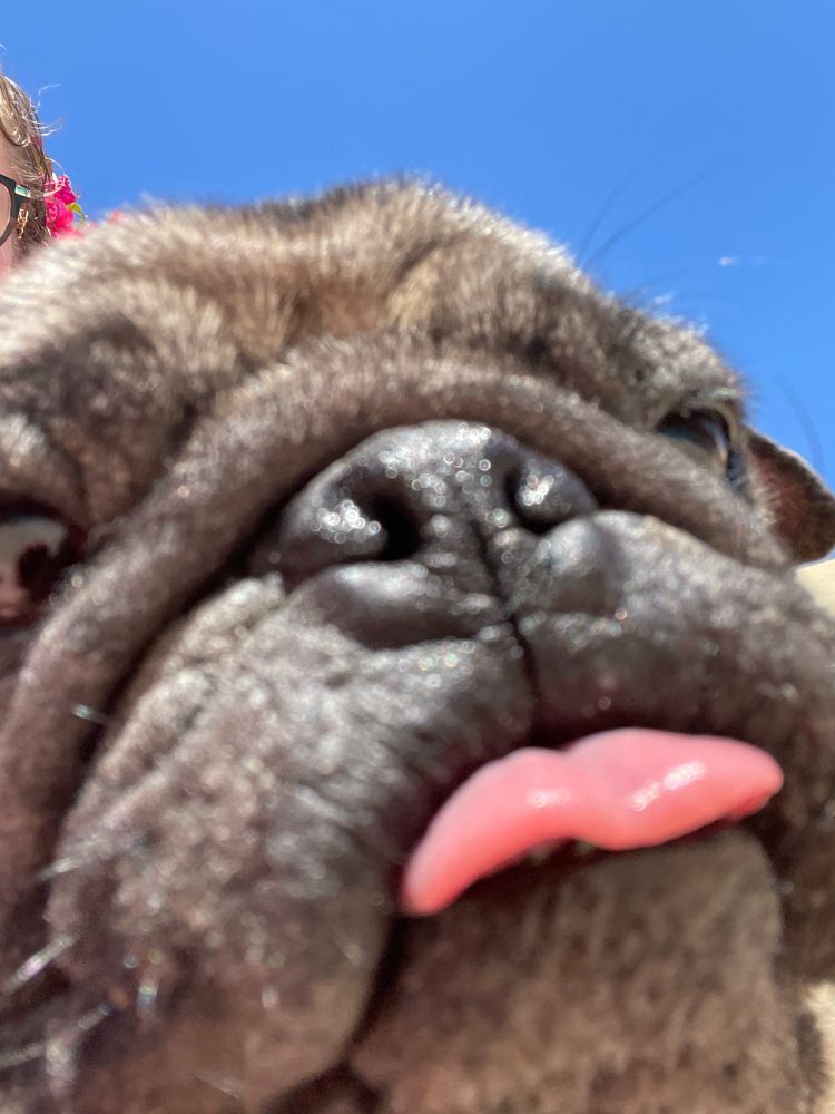 a close-up of a pug's wrinkles, nose, chin, and little pink tongue