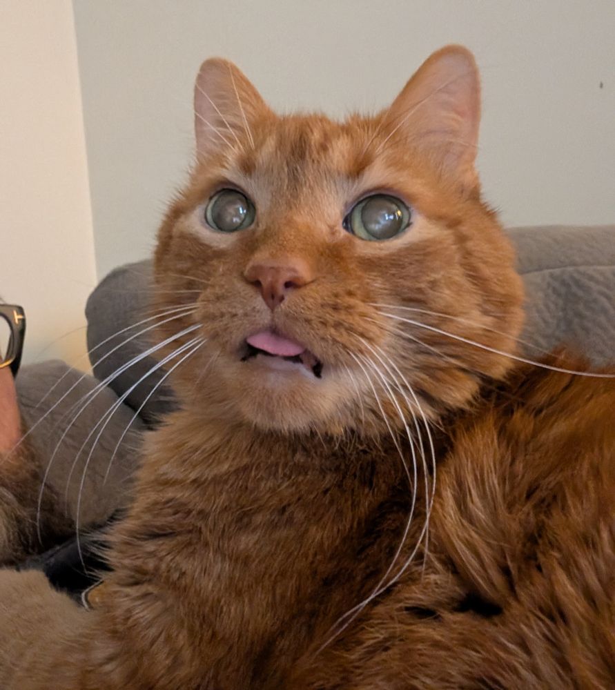 Stanley, and orange lad blep'ed out of his mind 