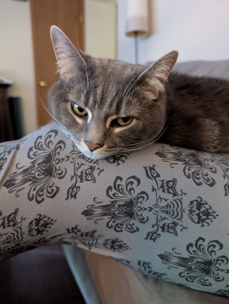 Nemo, a gray lad resting on his favorite human