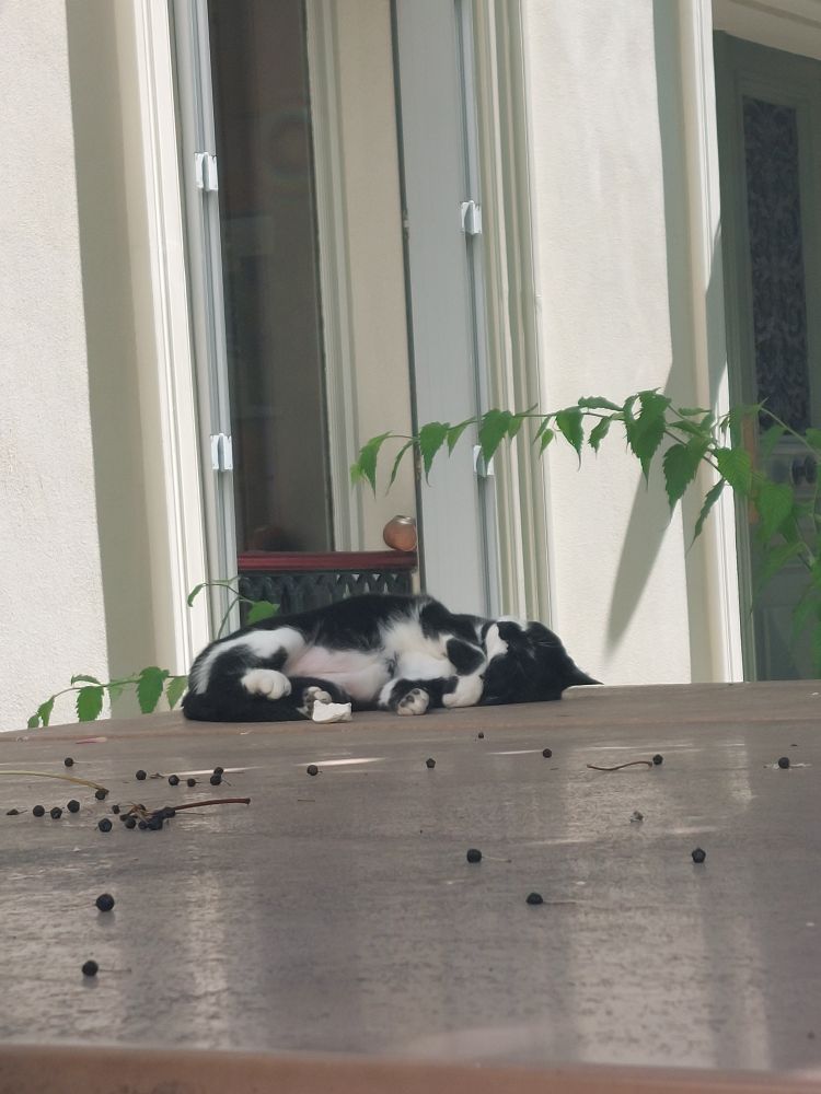 Cat sleeping outside
