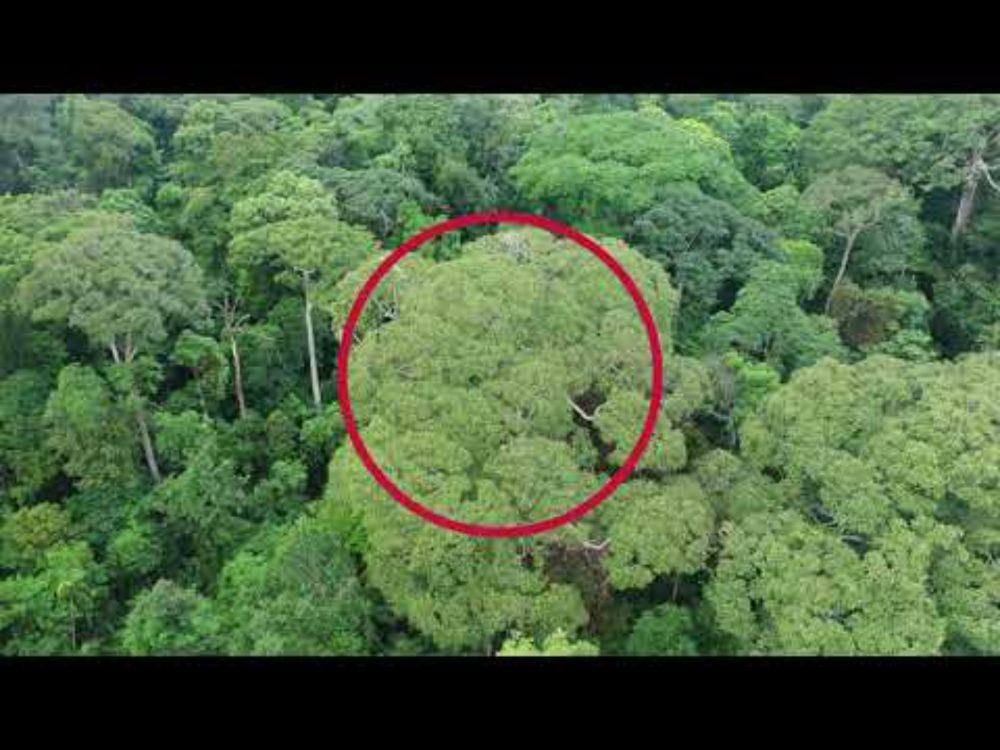 How some trees benefit from being struck by lightning