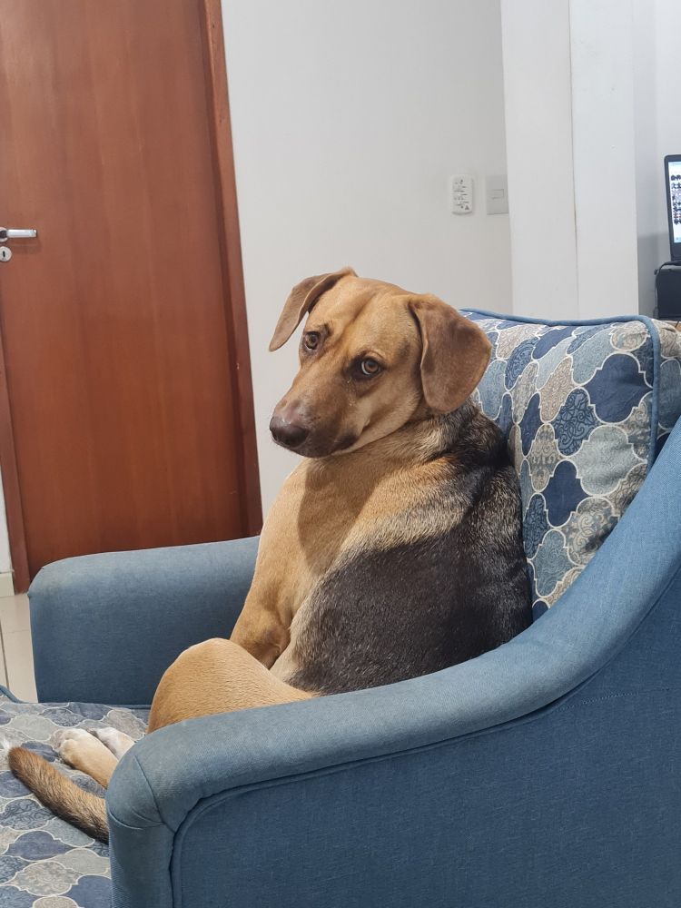 Foto de uma cachorra de porte grande, metade caramelo mas com mancha escura grande nas costas, sentada em uma poltrona azul. A cachorrinha está olhando com carinha de pedinte porque queria comer o que não pode.