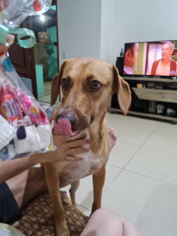 Foto da cachorra Luna de frente, mostrando seu lado caramelo, tentando subir no sofá pra alcançar um saco de algodão doce rosa e outro saco cheio de balas. Ela chega a lamber os beiços de vontade, muito fofa. Um braço branco masculino segura ela. O fundo é um piso de porcelanato cor de creme, e tem um rack cor de madeira amarronzada bem ao fundo da foto.