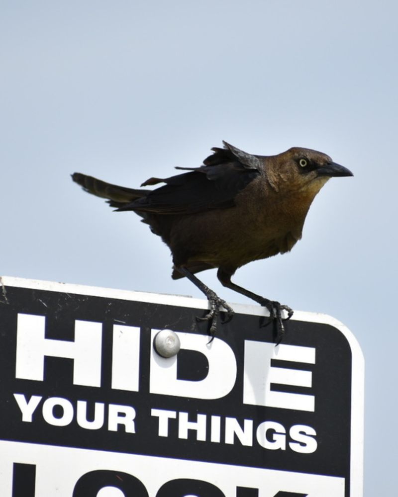 a bird that might be a common grackle or similar is perched on a sign, the part of which is in the picture says "hide your things"