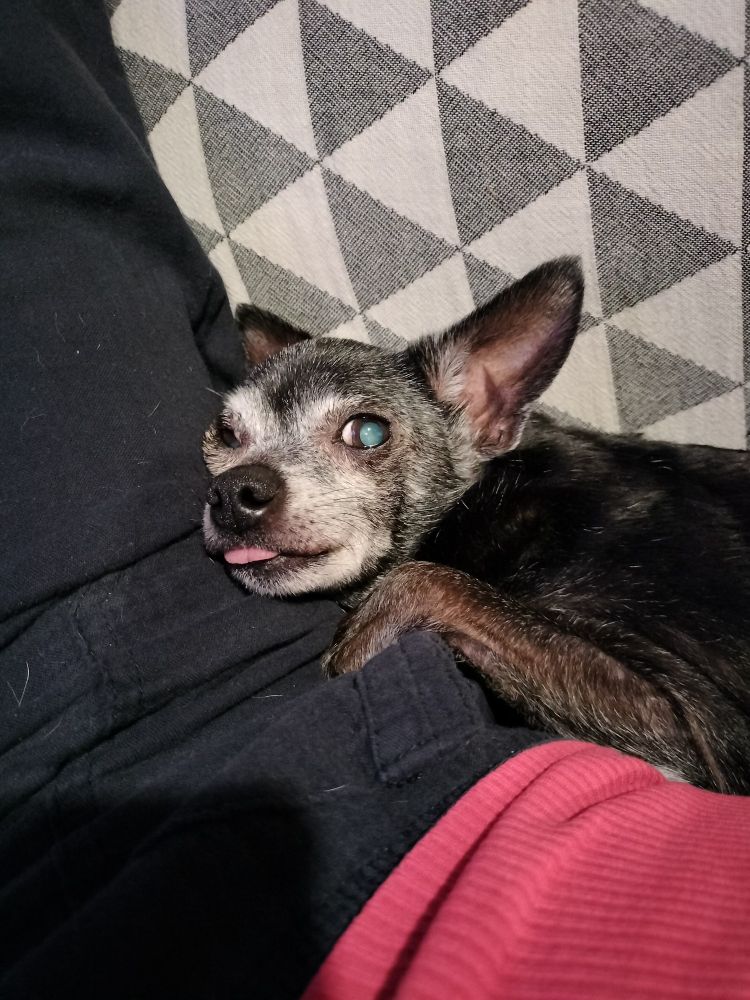 my chihuahua, Bingo, who is black with a heavily-graying face, is lying between my side and the back of the couch, resting his head on my leg. his tongue is sticking out of his mouth just a little.