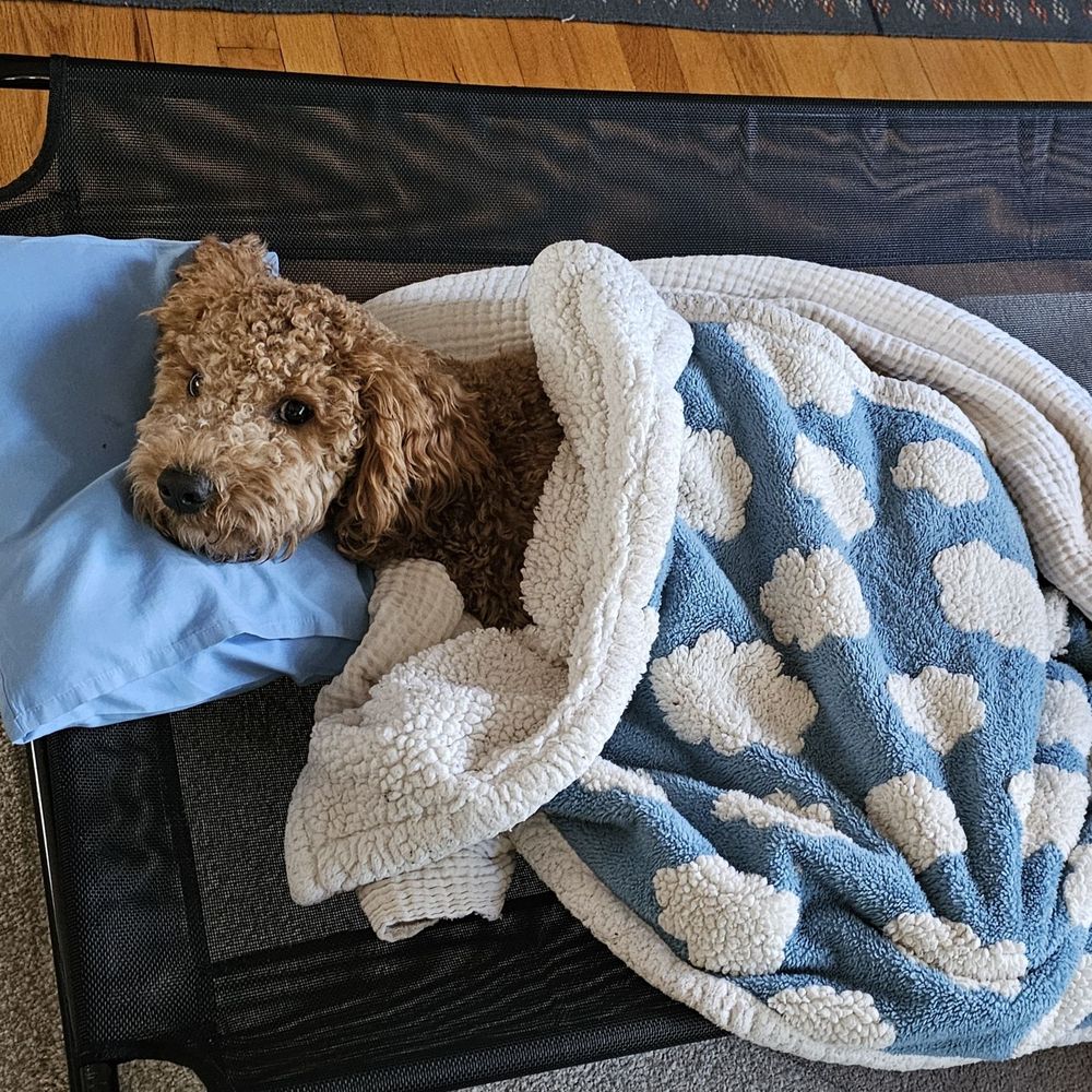 A picture of a brown dog on a cot bed with head on a pillow and covered by a blanket.