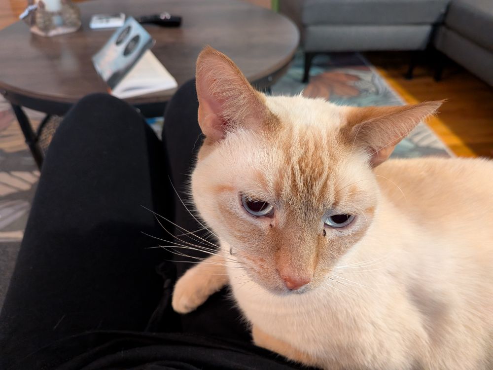 A flame point Siamese cat looking at the camera while he sits partially in my lap.