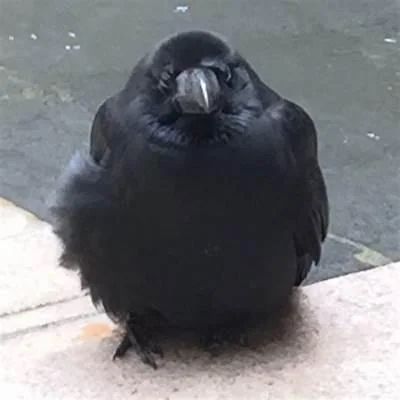 Pic of a fat crow 