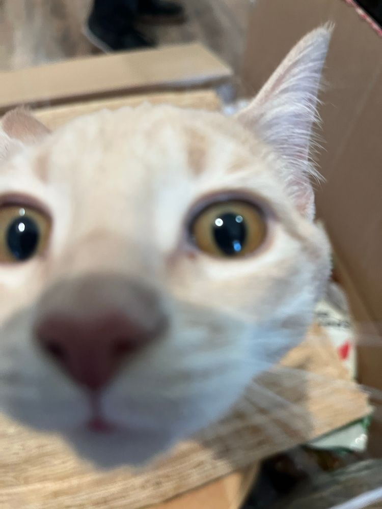 Light orange tabby with hazel eyes sniffing the camera screen 