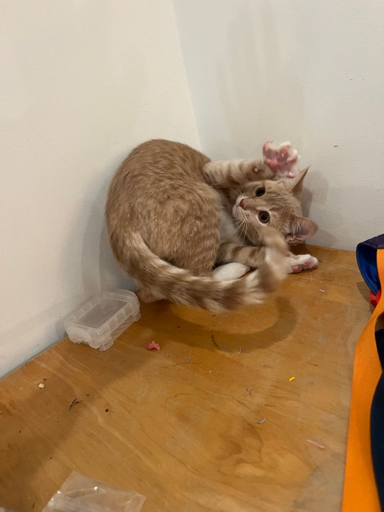 Light orange tabby in a corner upside down