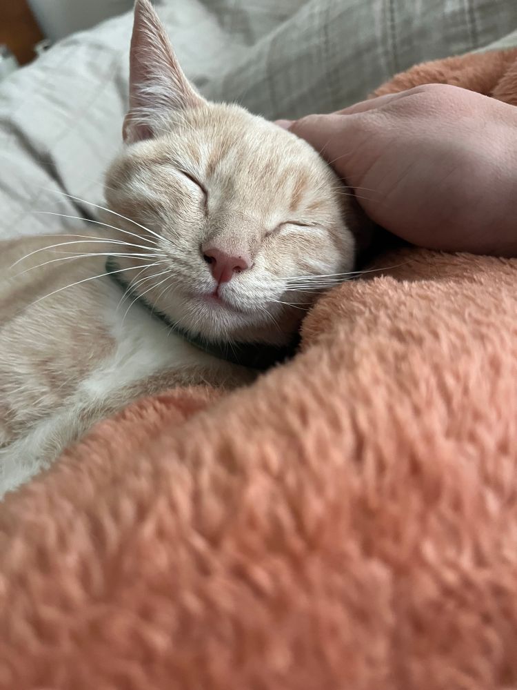 Smiling light orange tabby on a blanket with green color 