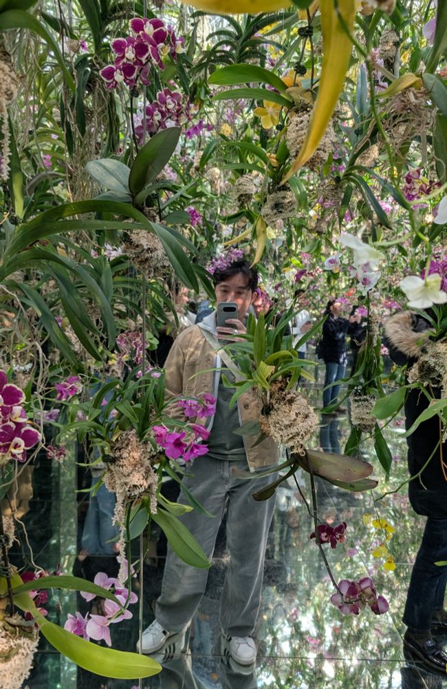 Teamlabs planets hanging orchids exhibit