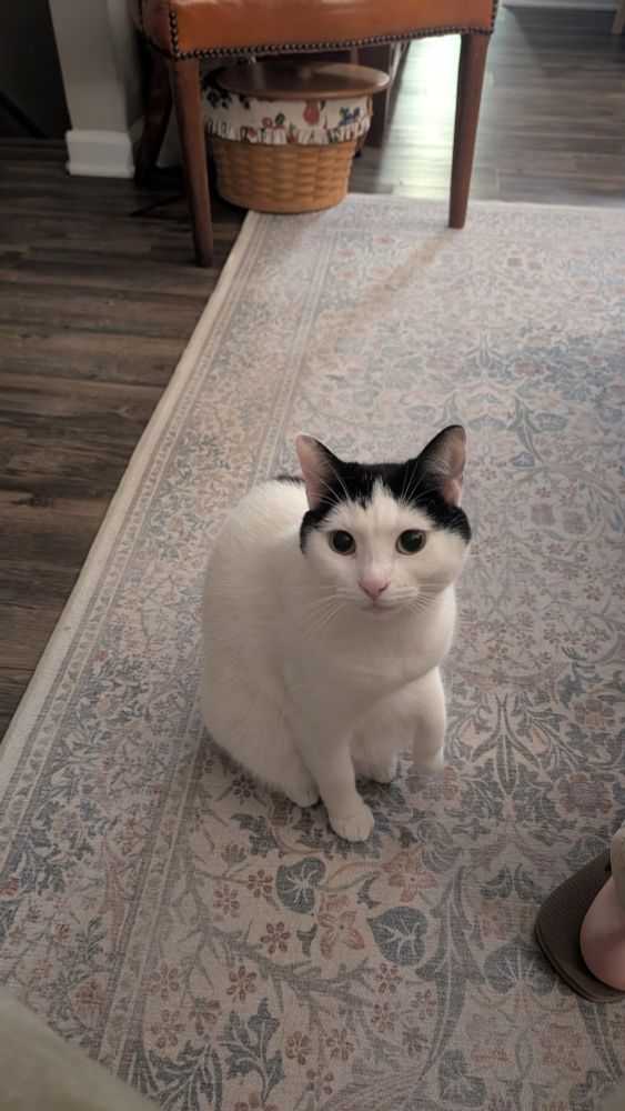 Cat on carpet whose black fur looks like a reverse widow's peak it's funny as fuck you had to be there haha lol 😆😆😆😆😆😆😆😆😆😆