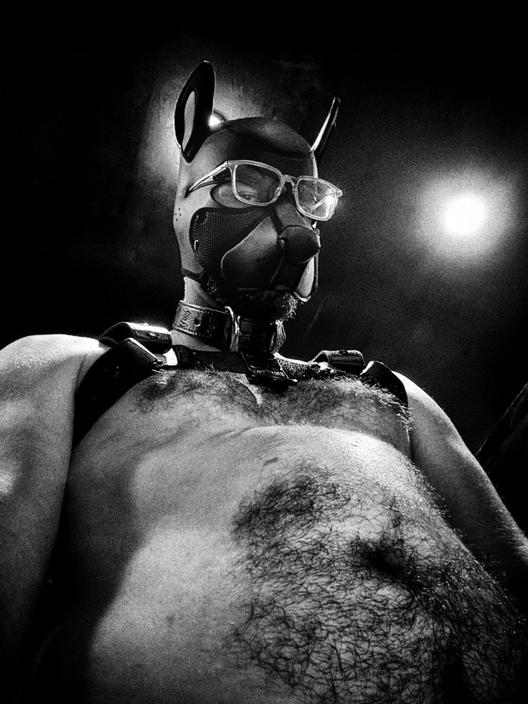 Black and white image. Low angle selfie, a pup in glasses and a harness (and nothing else?) looks down to the camera.