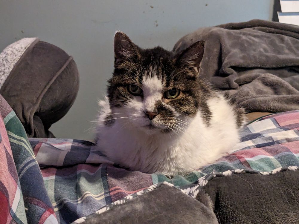 A piebald tabby cat sitting on a plaid comforter looking into the camera.