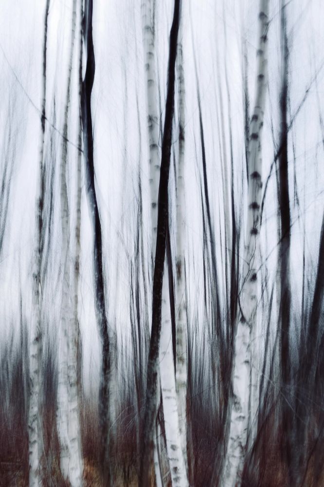 Photo by Eugene Golovesov. A grove of slender birch trees stretches skyward, their pale trunks blurred softly as if viewed through a dream. The interplay of light and shadow creates an ethereal atmosphere, where the details of the forest fade into abstraction. The scene evokes a sense of quiet introspection, as though the woods are whispering secrets of time and stillness.