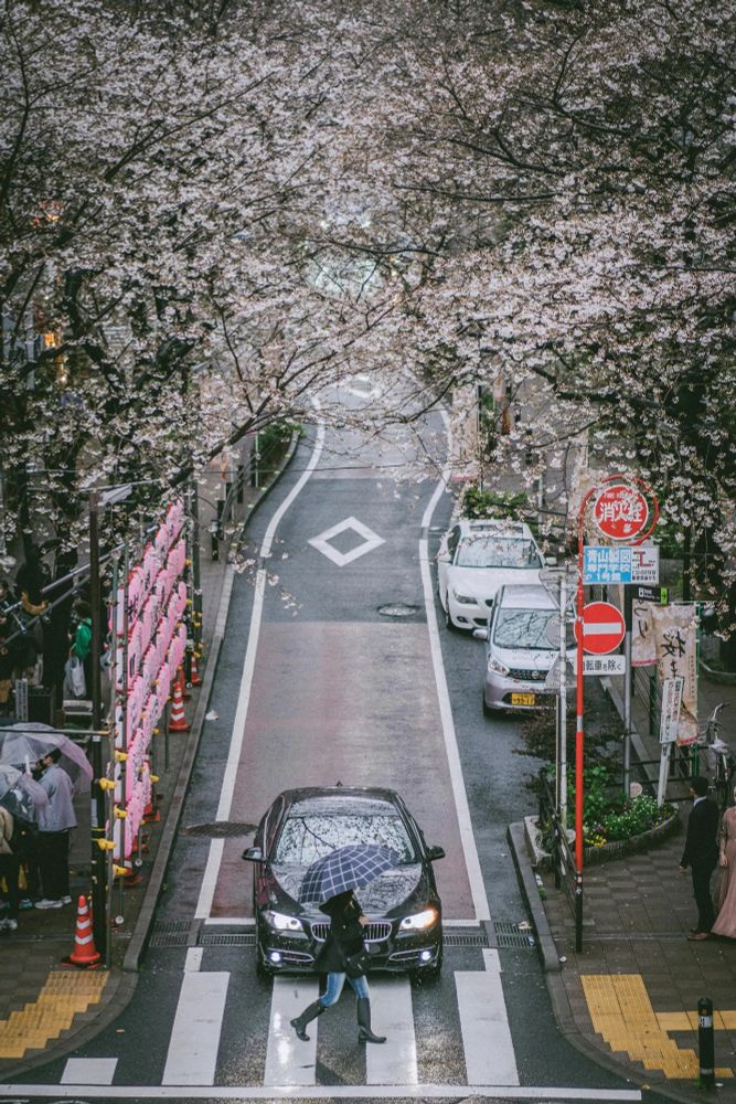 Photo by WENCHENG JIANG. A tranquil urban street adorned with blooming cherry blossoms forming a natural canopy overhead. The wet pavement reflects the soft, overcast light of a rainy day. A black car waits at a pedestrian crossing while a person with an umbrella walks past, adding a sense of quiet motion. To the left, pink lanterns line a festive walkway, contrasting with the greenery and muted tones. On the right, parked cars and pedestrians in formal attire hint at a celebratory or seasonal event.