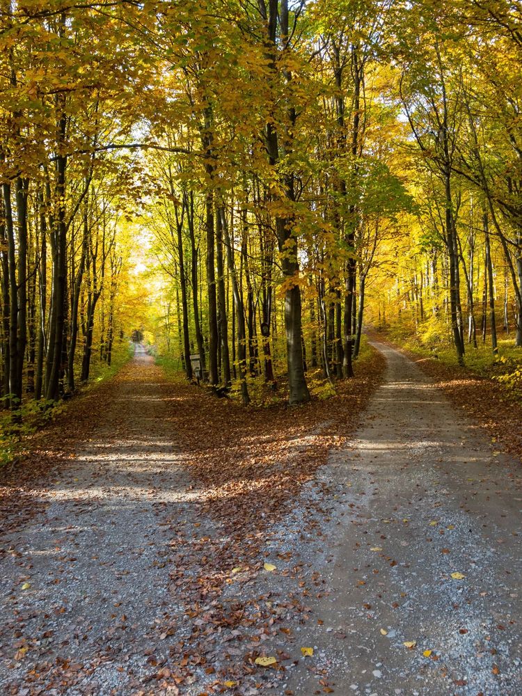 Photo by Damian Siodłak. Two diverging paths wind through a golden autumn forest, their gravel surfaces lined with fallen leaves. Sunlight filters through the canopy of yellow and green, casting dappled patterns on the ground. The serene beauty of the scene invites reflection, symbolizing choice and the quiet passage of time amidst nature's seasonal splendor.