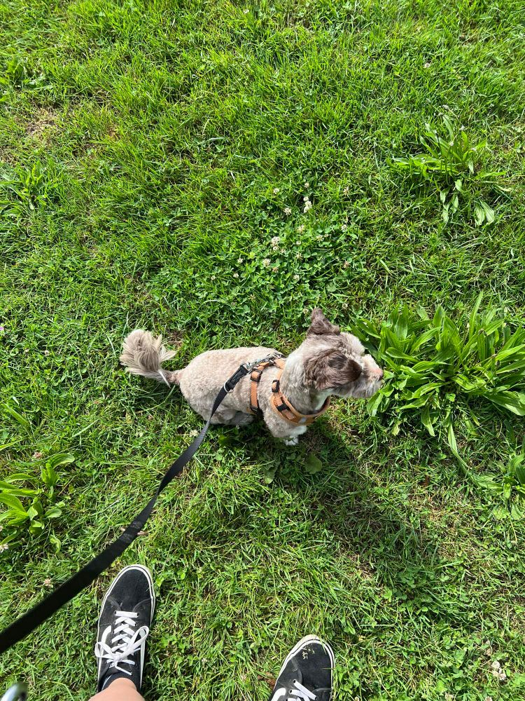 Ein kleiner brauner Mischlingshund sitzt vor meinen Füßen auf der Wiese