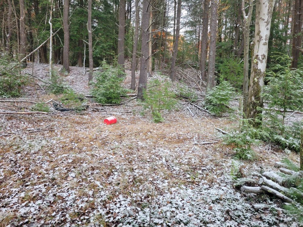 snowfall in the woods 