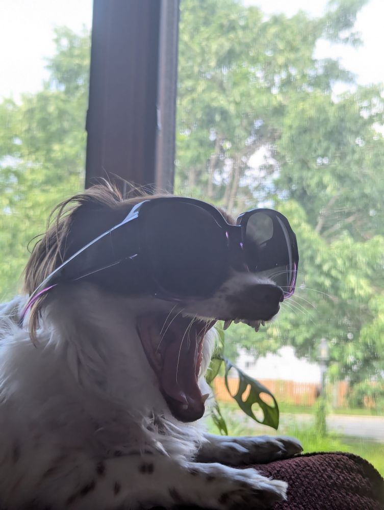 Small white dog with brown spots wearing extra large sunglasses. The dog is yawning, showing all her teeth. 