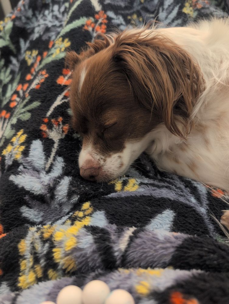 White dog with brown face and freckles sleeping on a blanket. 