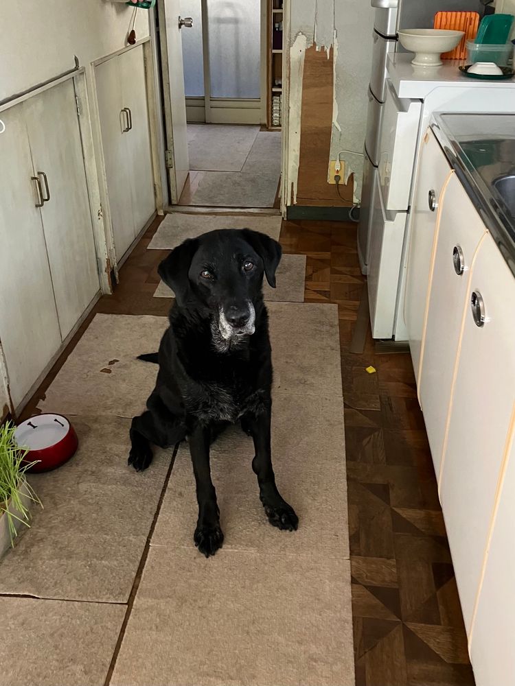 台所でお座りをさせられている黒い大きな犬