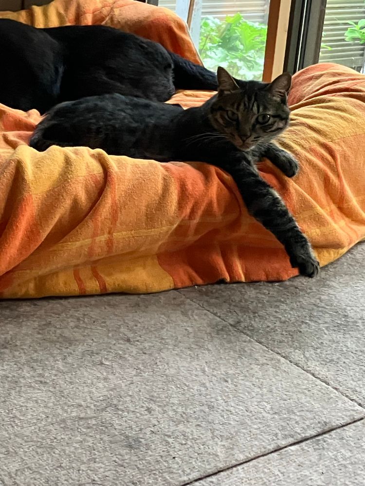 こちらを向く雉虎猫。右前肢をペットベッドの縁から前方に伸ばし、腹這いになっている。