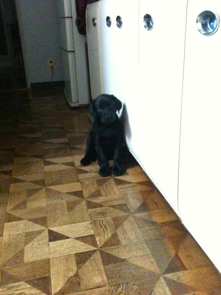 台所でお座りをする黒い仔犬