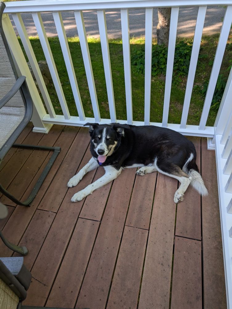 A black and white border collie dog laying down next to a white fence. The dog is smiling.