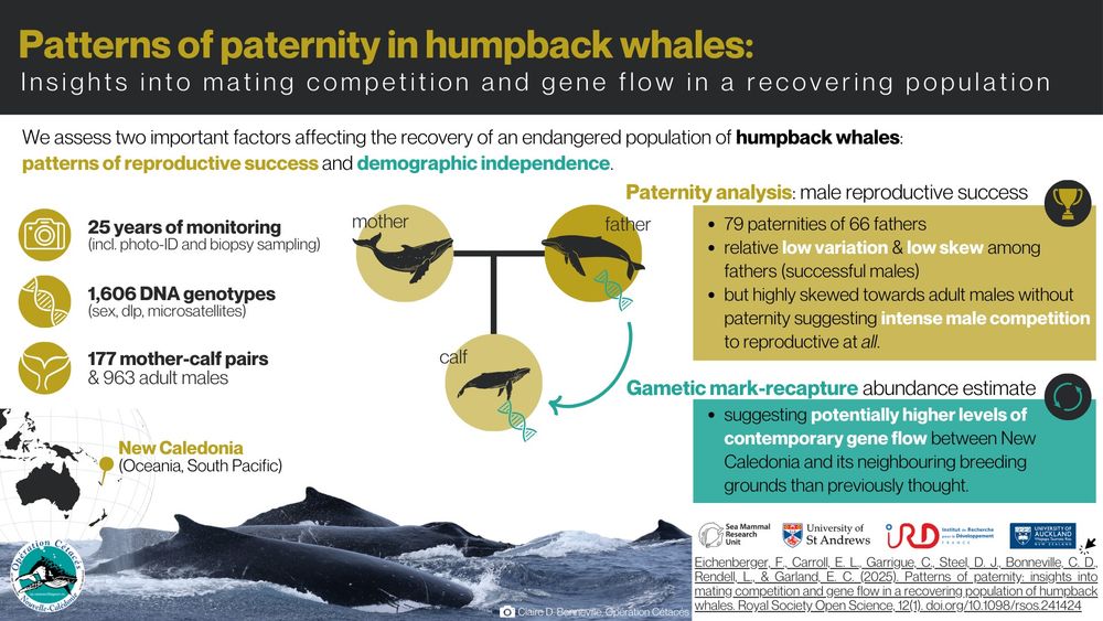 Graphical abstract of the methods and main results of the publication. It includes a photograph of a group of several humpback whales competing to be closest to the female of the group.