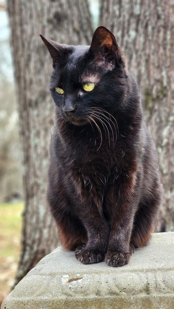 "A black cat named with yellow-green eyes sits calmly on a concrete surface. The cat is facing slightly to the left, with its body turned towards the camera. The background features a blurred outdoor scene with trees and greenery, highlighting the cat's serene and attentive expression."