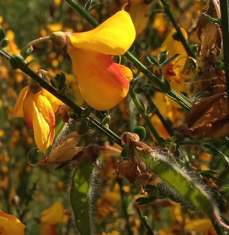 Yellow petals with a red spot, green seed pods below with fuzzy edges